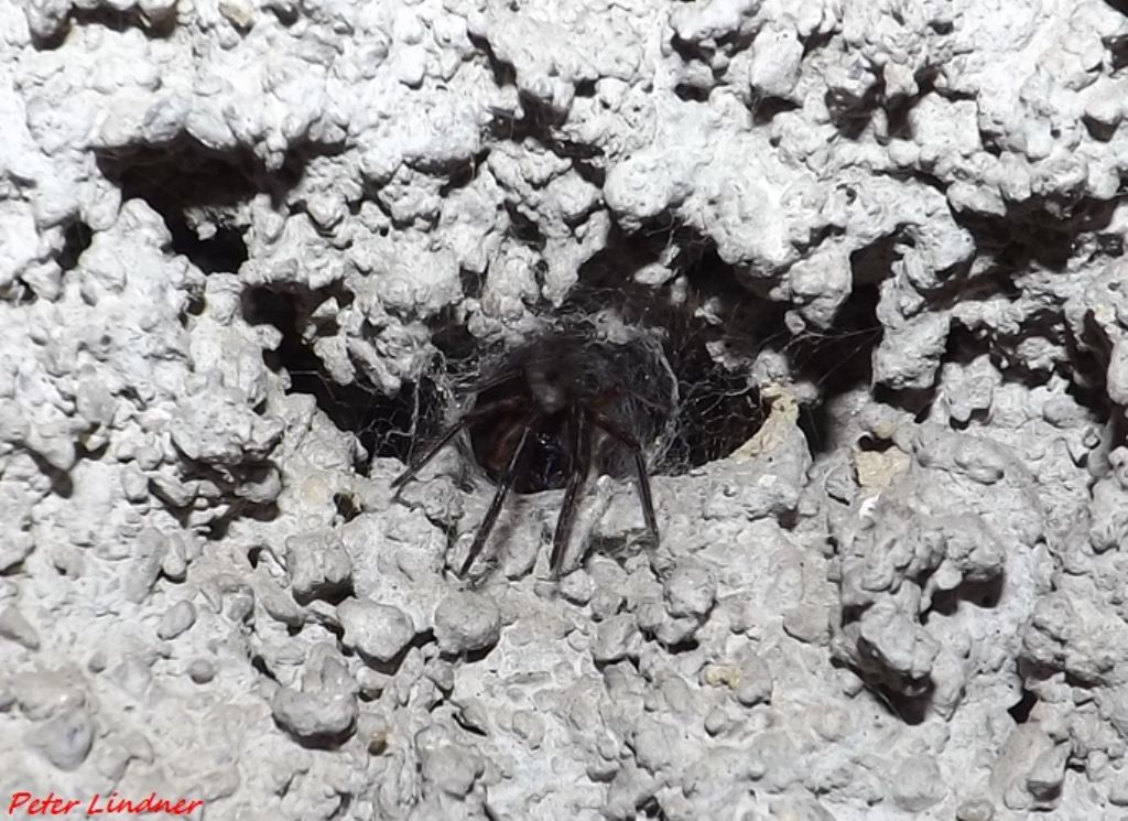 Segestria sp. - Varese (VA)